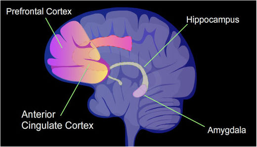 memory centers brain
