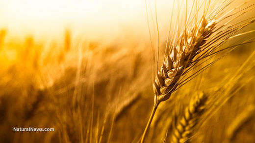 wheat_roundup
