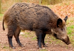 Click to enlarge Feral Pig