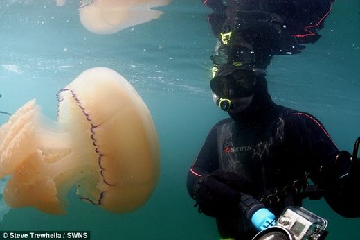 jellyfish devon, jellyfish cornwall