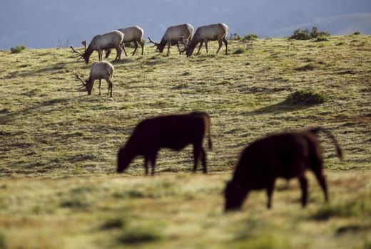 tule elk and cattle pooint reyes national sea shore