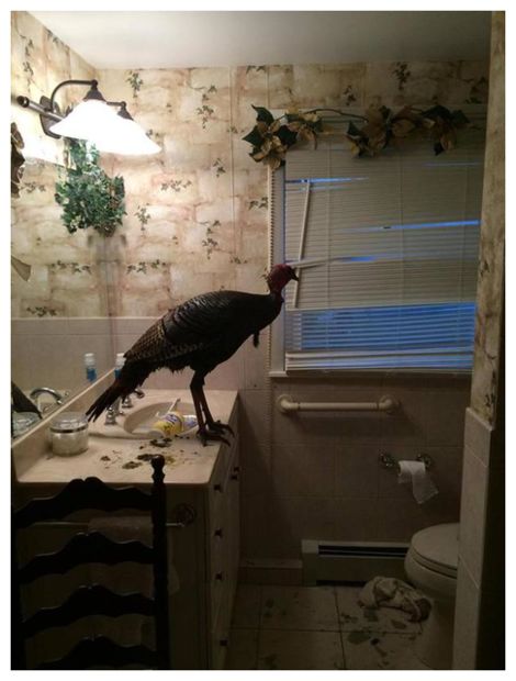 Turkey in Bathroom