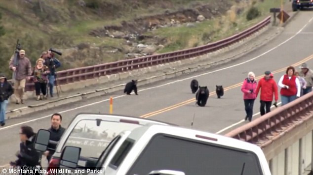 tourists flee black bears