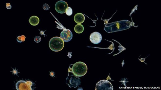 Planktonic organisms
