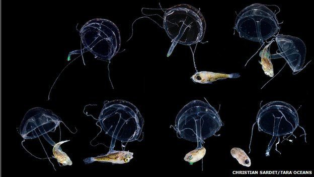 Click to enlarge Planktonic organisms