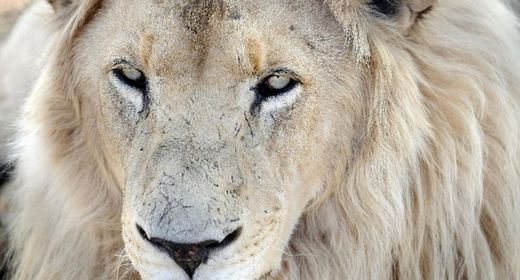 lion mauls tourist