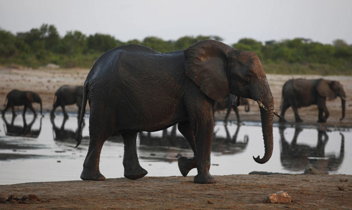 elephants, hwange national park