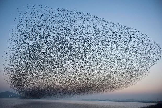 flocks of birds flocks of birds