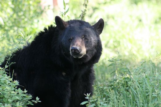 black bear Indiana