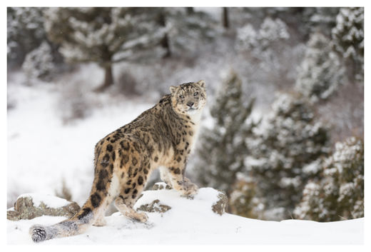 Snow leopard 