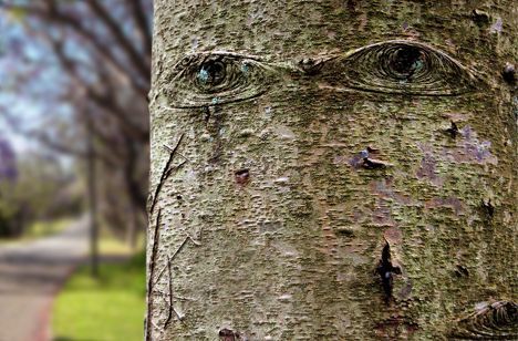 tree with eyes