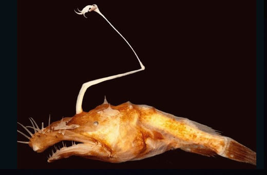 new species anglerfish