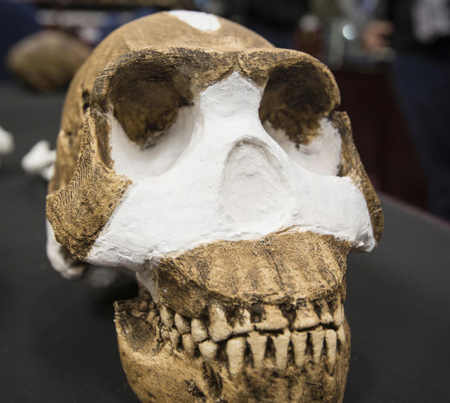 Homo naledi skull
