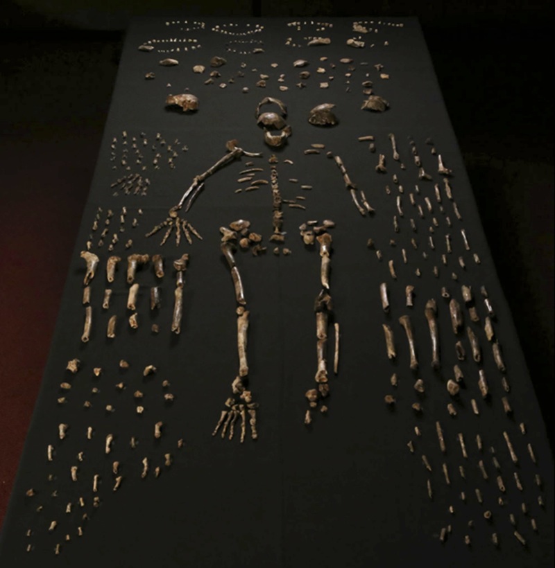 Homo naledi Skeleton