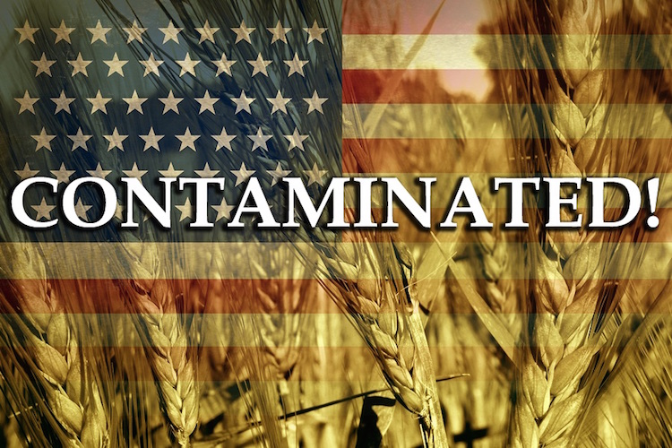 contaminated grain