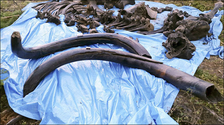 steppe mammoth