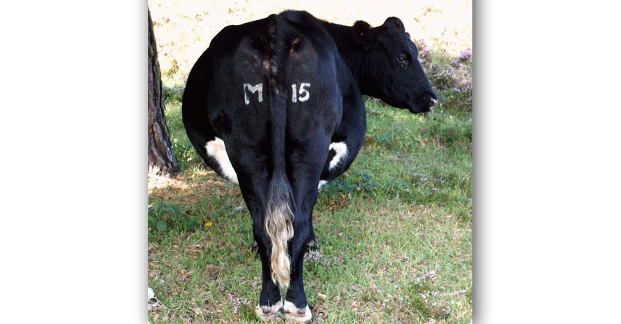 mi5 cow