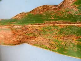 corn tar spot disease