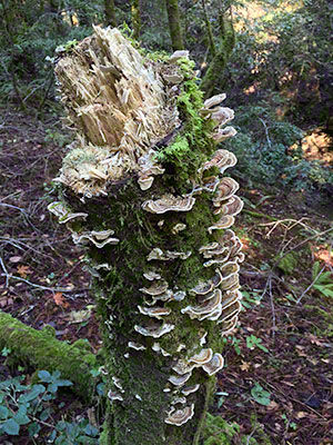 http://www.sott.net/image/s13/273887/medium/tv_stump_armstrong_woods.jpg