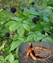 Siberian Eleuthero plant and root