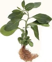 Ashwagandha plant and root