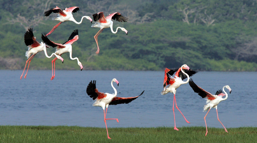Flamingos siberia