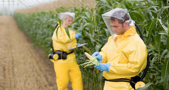 GMO crops