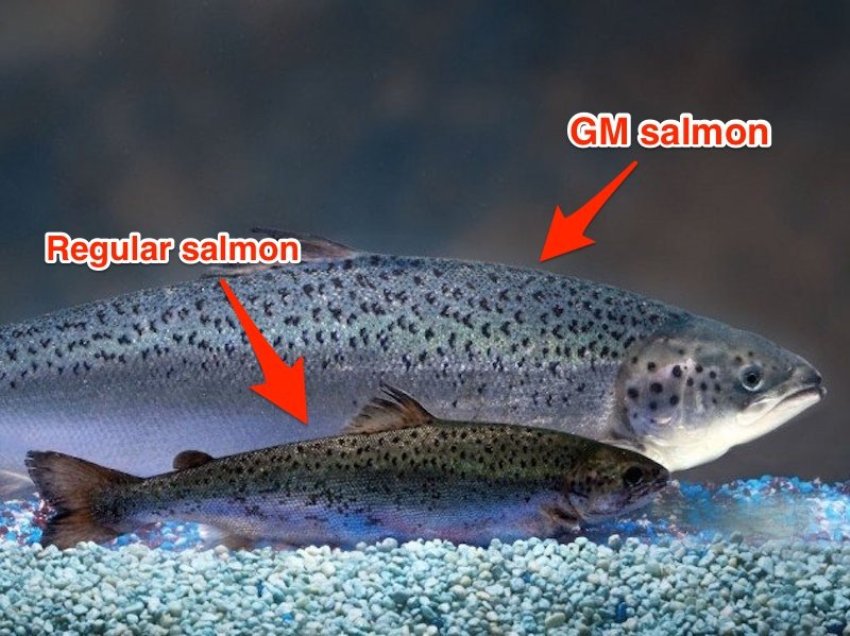 GN salmon frankenfish