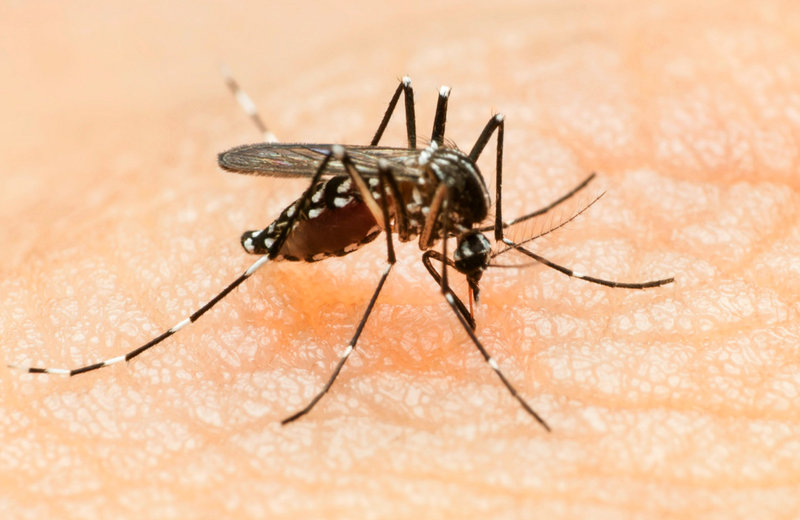 The Aedes mosquito