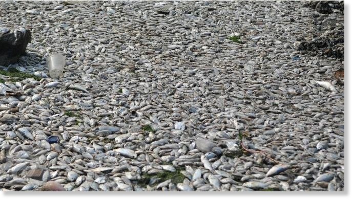 Dead Fish Jakarta Indonesia