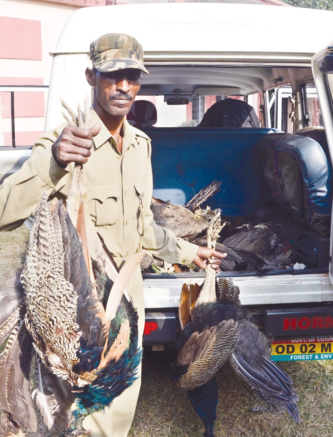 Click to enlarge Dead peacocks