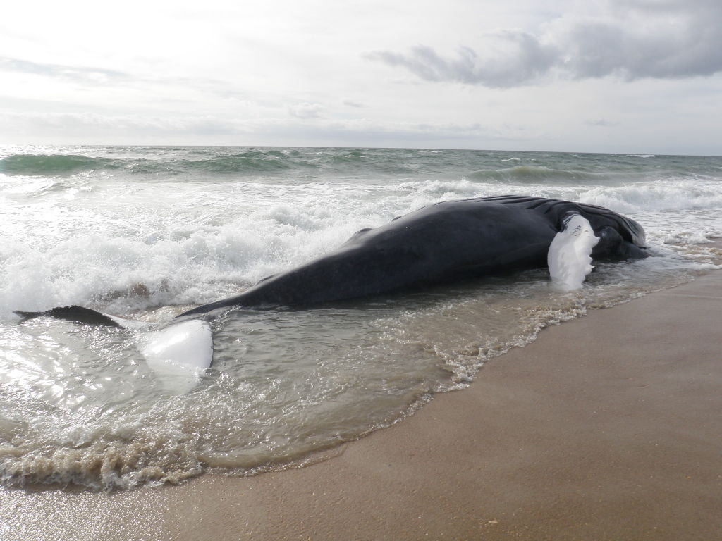  Dead humpback whale
