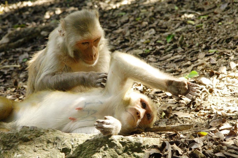 rhesus macaque grooming