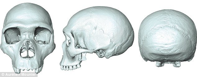 virtual fossil skull