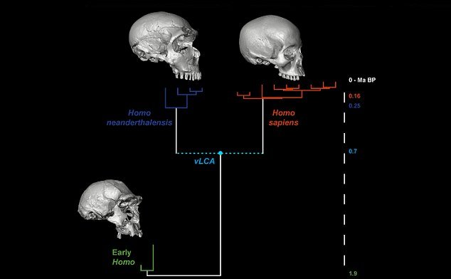 virtual 3D ancestral skull