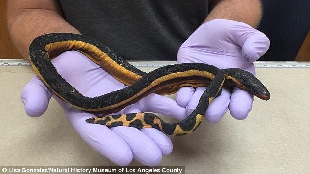 Click to enlarge male yellow bellied sea snake