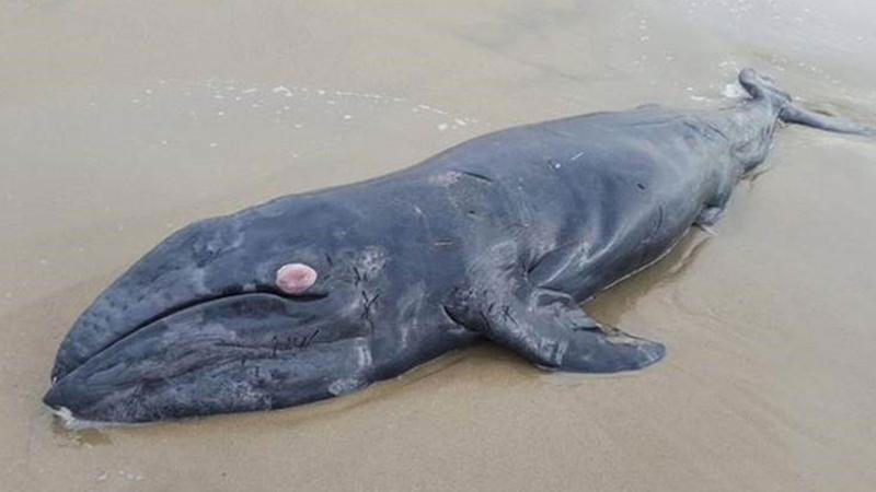 dead neonate gray whale 