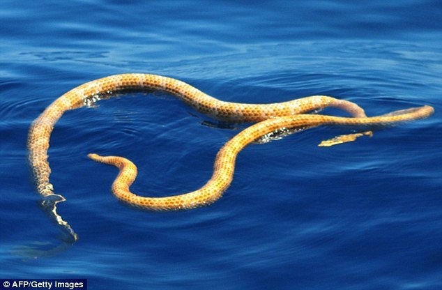  short nosed sea snake 