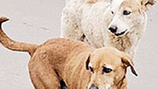 Click to enlarge Stray dogs