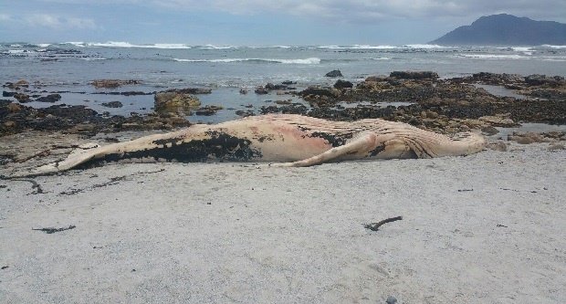  whale carcass 