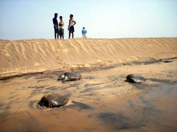 Dead Olive Ridley turtles