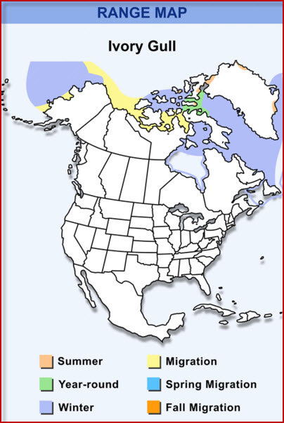Click to enlarge Map ivory gull