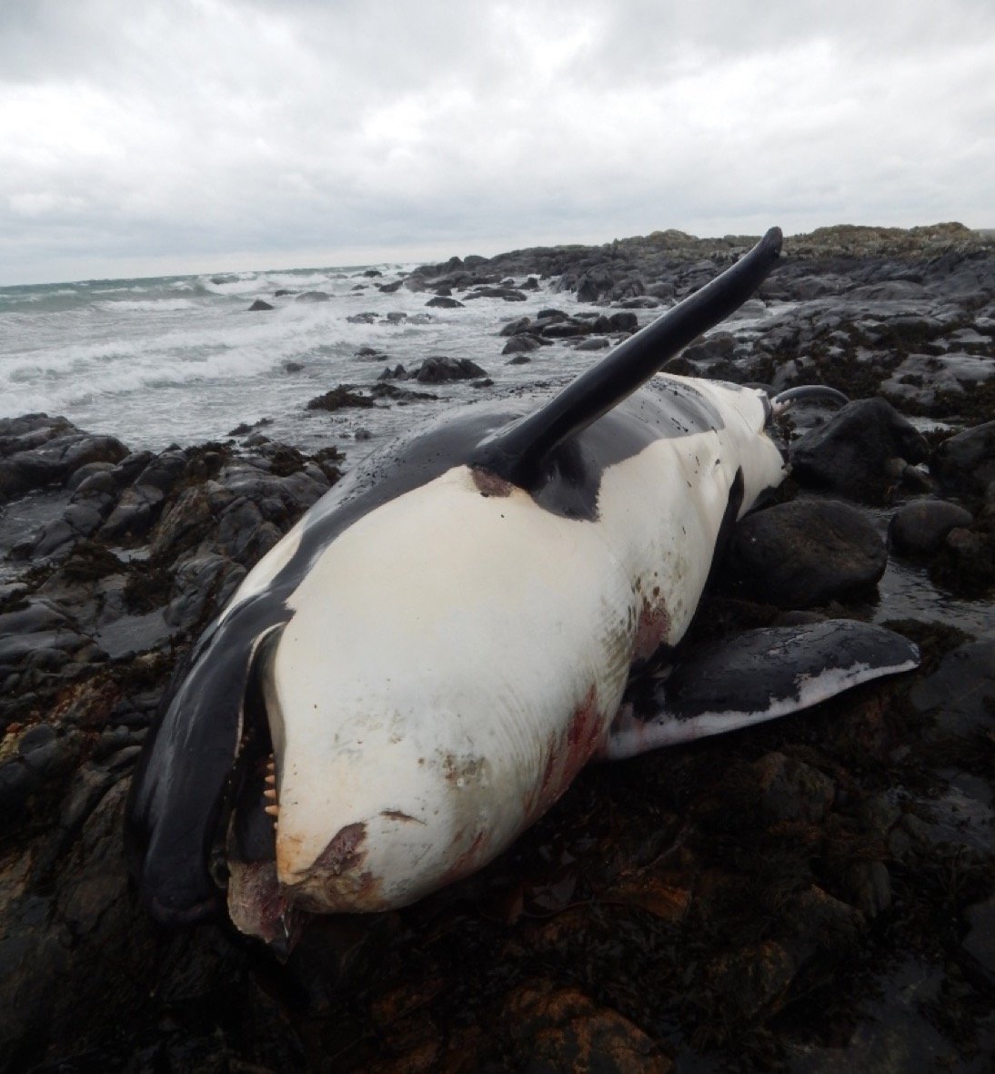 Dead killer whale found on Tiree