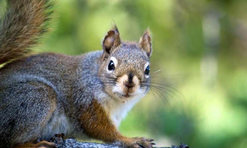 red squirrels microbiome