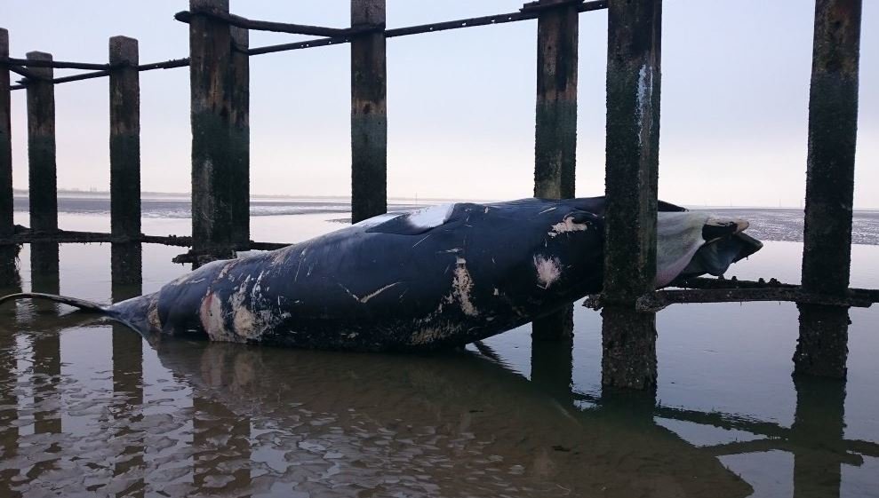 35ft minke whale 