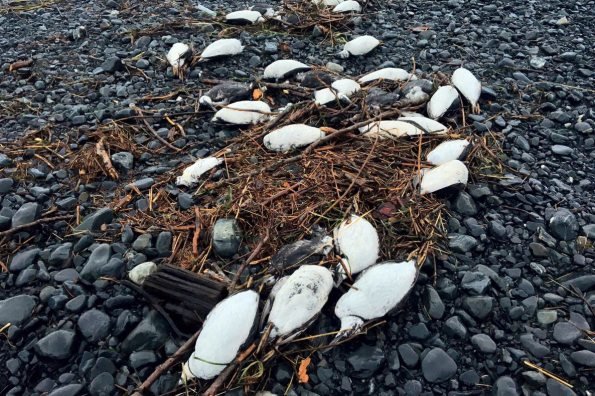 Dead murres line a beach in Prince William Sound
