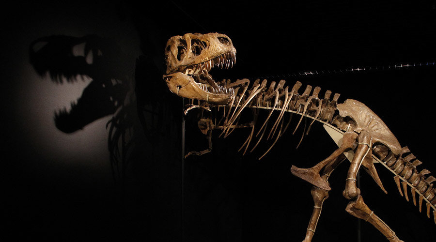 Museum dinosaur bones