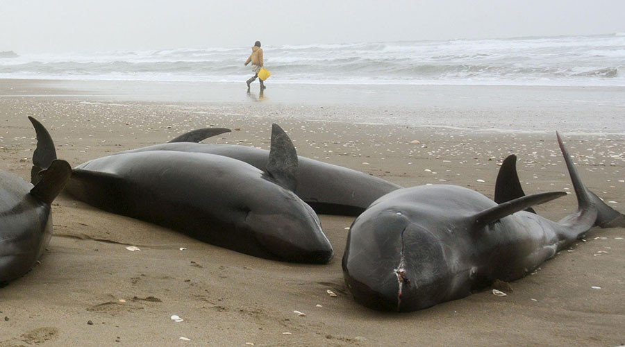 Click to enlarge dead Dolphins UK