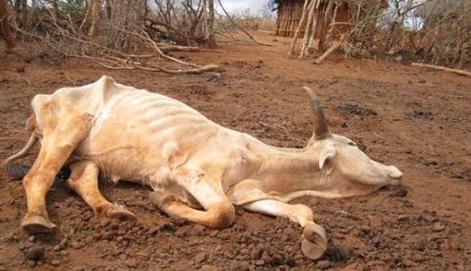 Livestock are dying in Zimbabwe