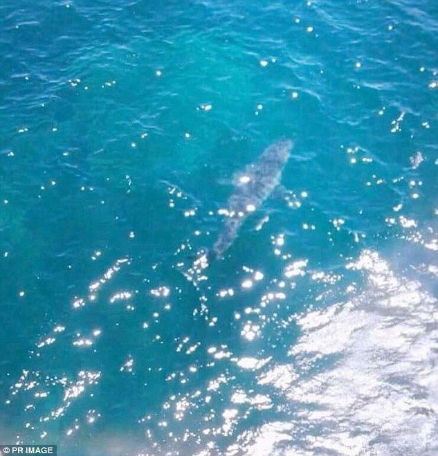 The seven-metre shark was seen near Marino Rocks on Adelaide's coastline 